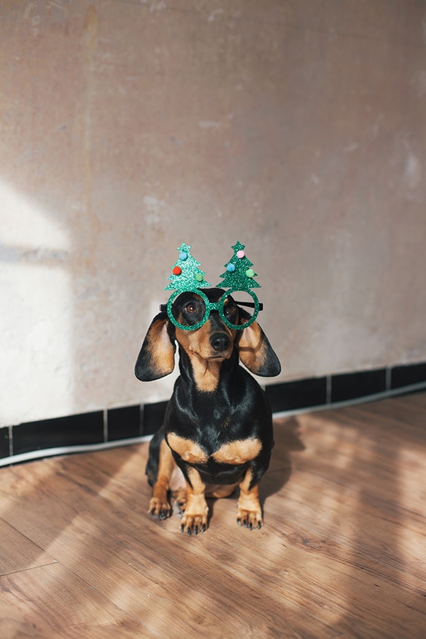 Dackel mit Weihnachten-Brille